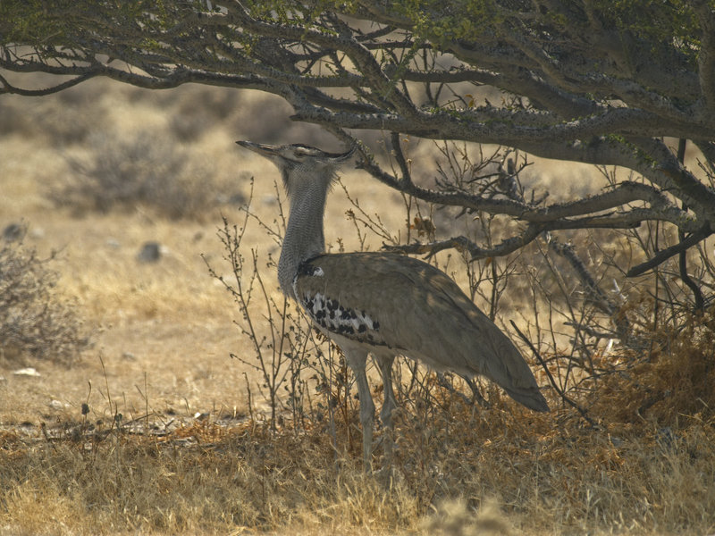 Okaukuejo, Kori Bustard